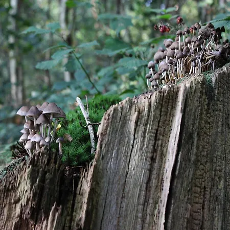 In Veluwe Near Hoge Veluwe Park, Cleaning Included *